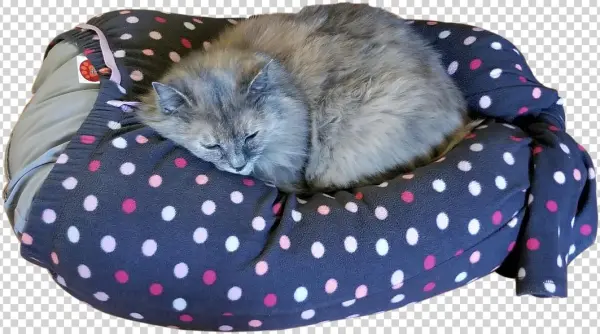 Why Mylap™ Pet Bed - Polka Dot