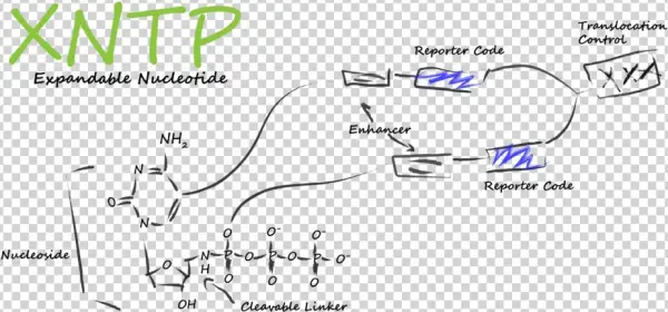 Xntp Low Border - Portable Network Graphics