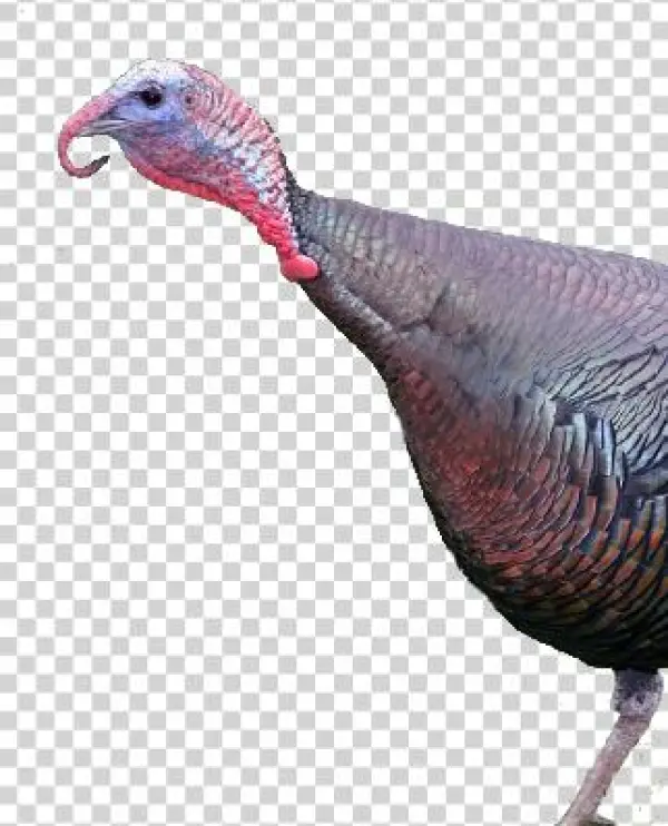 Bird Gard Electronic Bird Repellent Wild Turkey - Livestock