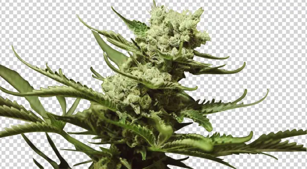 Bruce Banner Iii - Flower