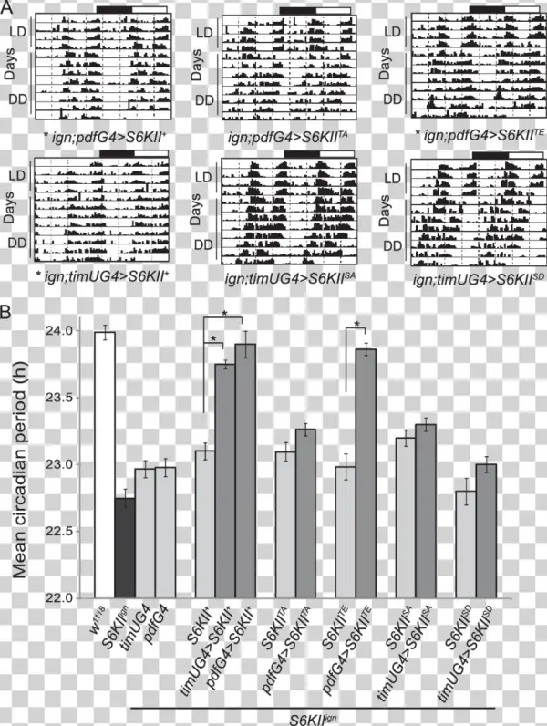 Pseudo-phosphorylated S6kii Rescues The S6kii Ign Short - Document