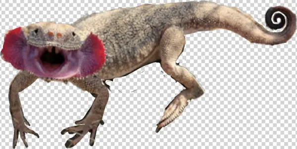 Report Abuse - Phrynocephalus Mystaceus