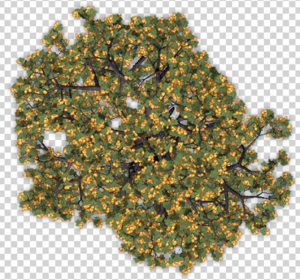 Apricottree4 Blu - Tree