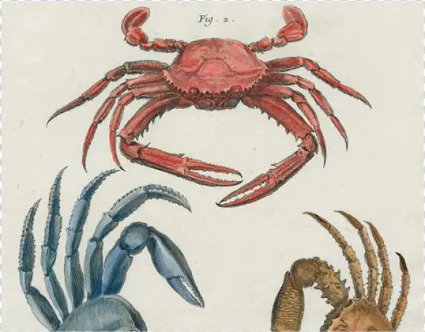 Crabs - Guinotia Dentata