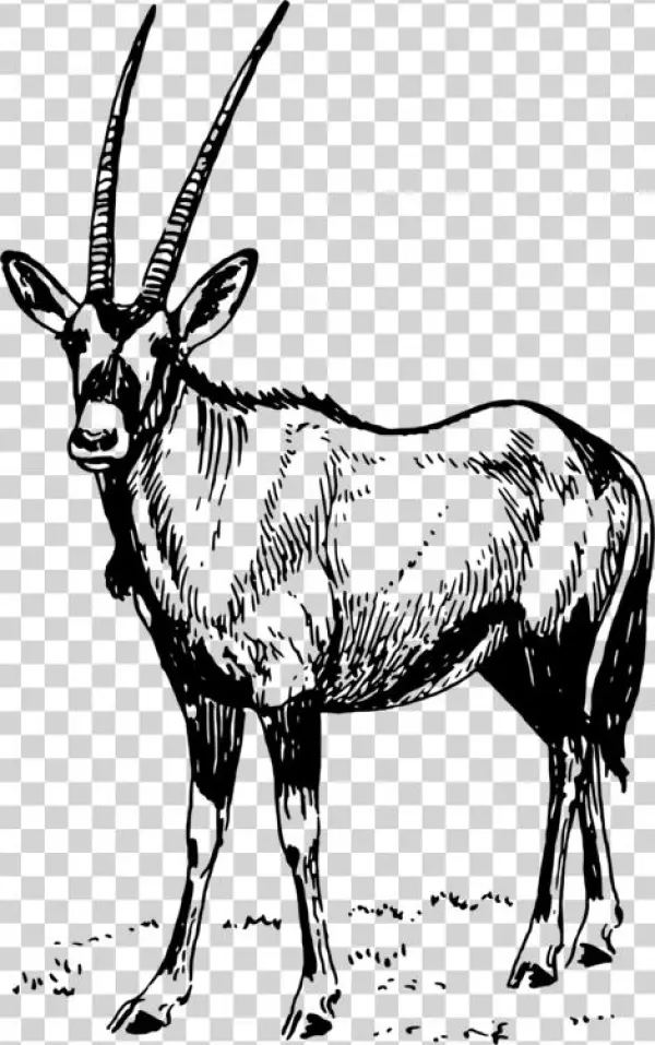 Gemsbok Waterbuck Antelope Pronghorn Gazelle - Oryx Drawing Black And White