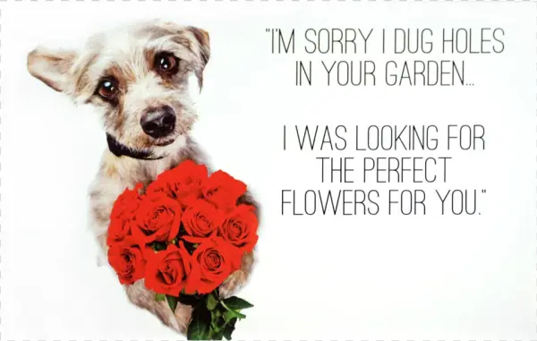 I'm Sorry I Dug Holes