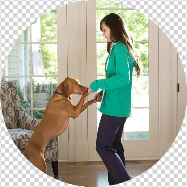 Luma Suveillance - Companion Dog