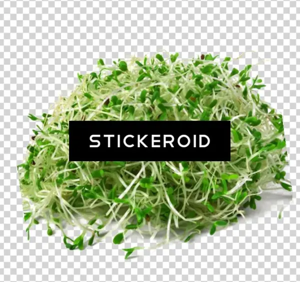 Alfalfa Hd Food Plant - Xmifer Sprouting Lids Stainless Steel Lid Strainer