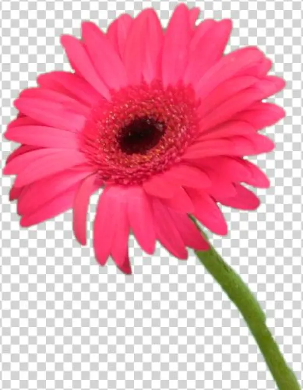 Gérbera Vermelha Unitária - Flores Unitárias