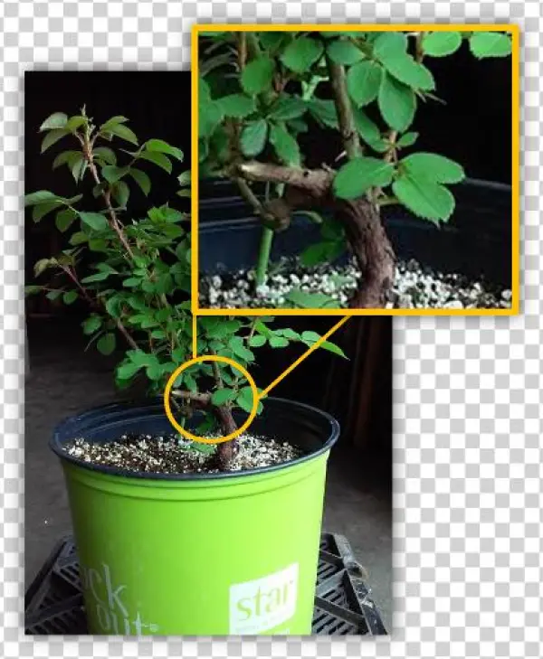 Rose With Own Roots - Houseplant