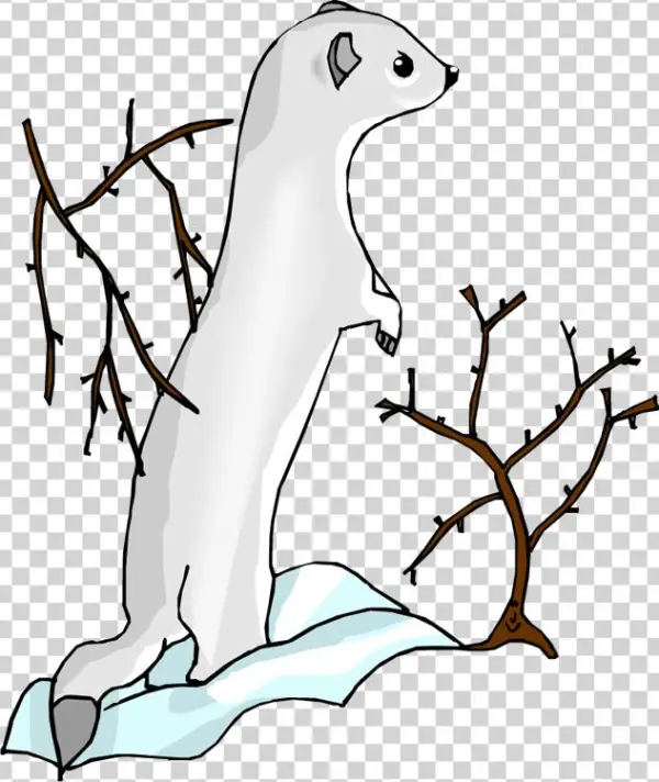 Sea Otter Clip Art - Drawing