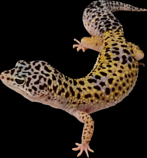 Transparent Lizards Jpg Transparent Lizards