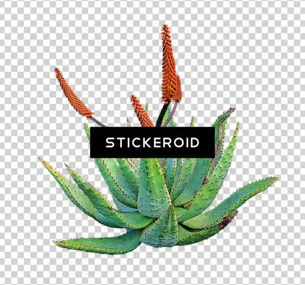 Aloe Nature