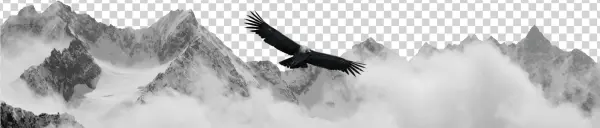 Condor Wealth Solution