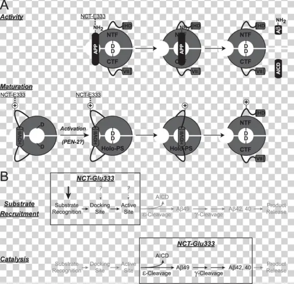 Model For The Dual Role Of Glu 333 Of Nct In Both Secretase