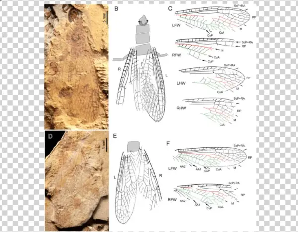Pteroliriope Sinitshenkovae Tax