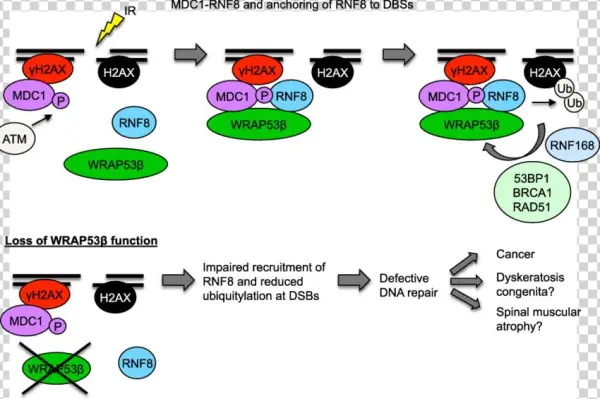 Schematic Model Of Wrap53b Function In The Ddr Pathway