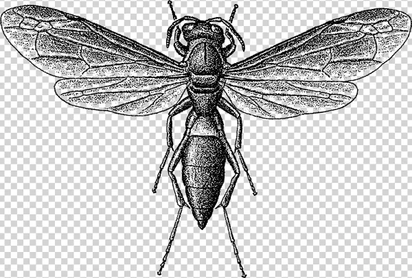 Wasp Png