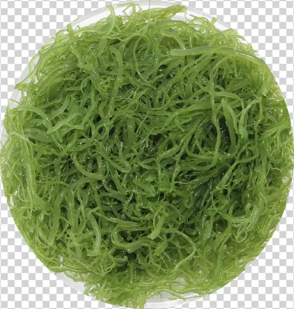 Artificial Turf