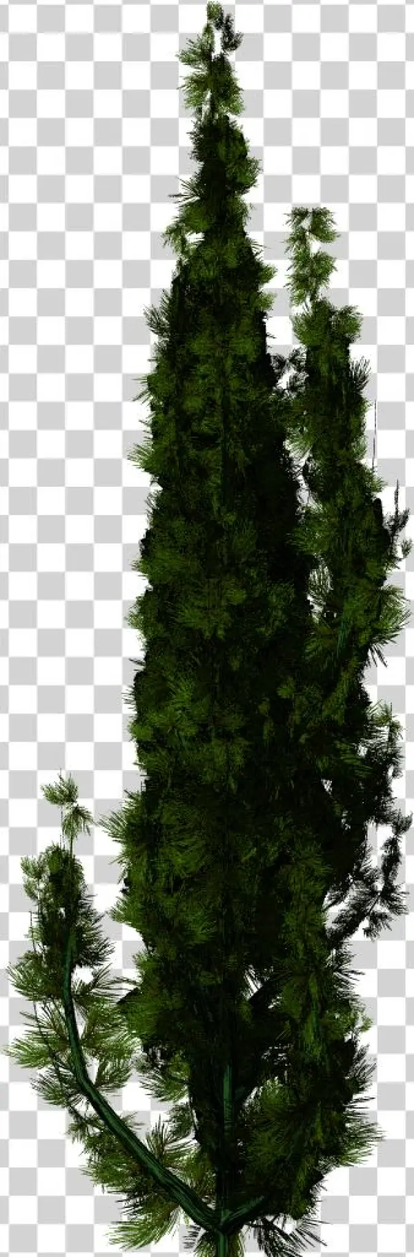 Taxus Png