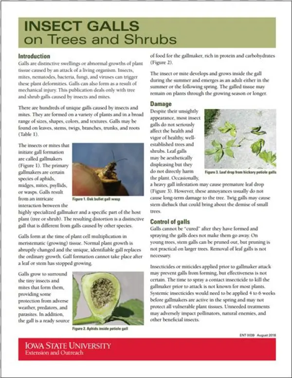 1 Alt - Folio Ten From Burchard Of Sion's De Locis Ac Mirabilibus