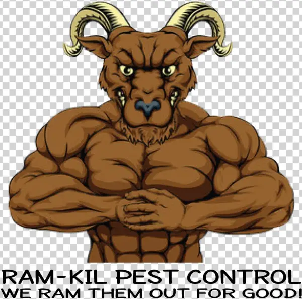 305047 Ramkil Trans1 101518 - Muscular Boar