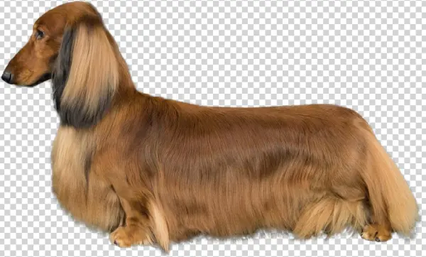 Dachshund