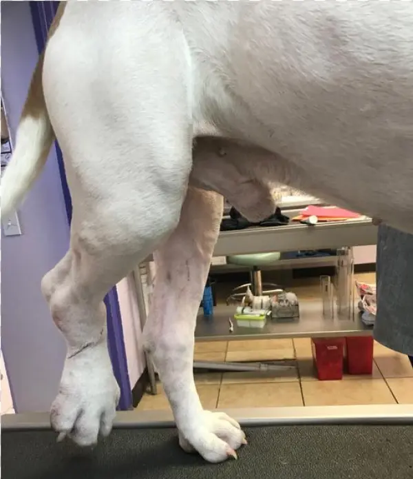 Gulf Coast Humane Society Second Chance Fund - Weimaraner