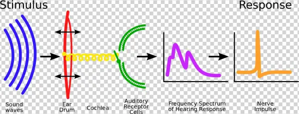 Open - Sound Processing