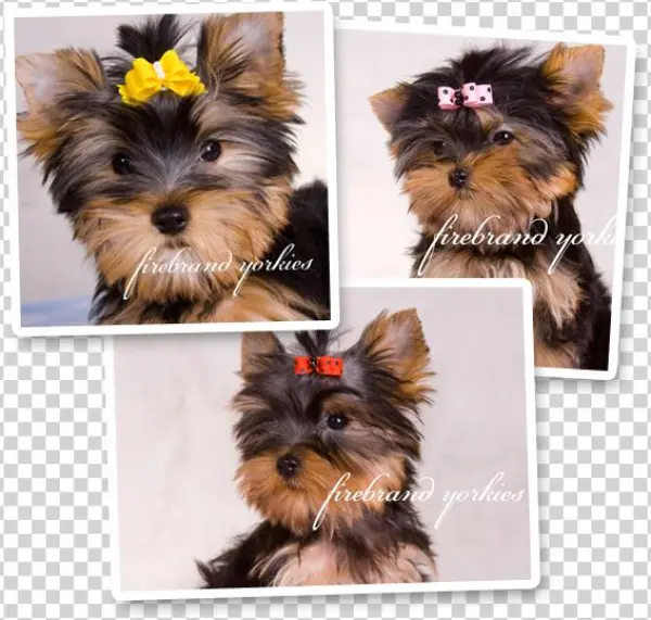 Puppies For Sale - York Terriers