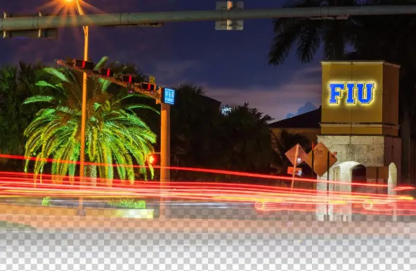 Background - Attalea Speciosa