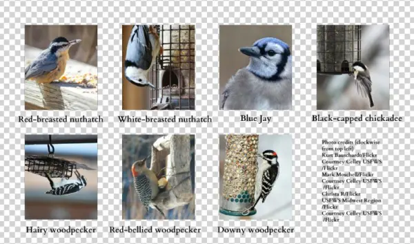 Have You Seen These Guys - Duluth