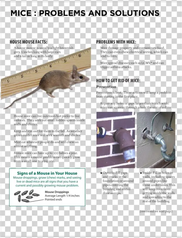 Mice Prevention And Solutions - Salford