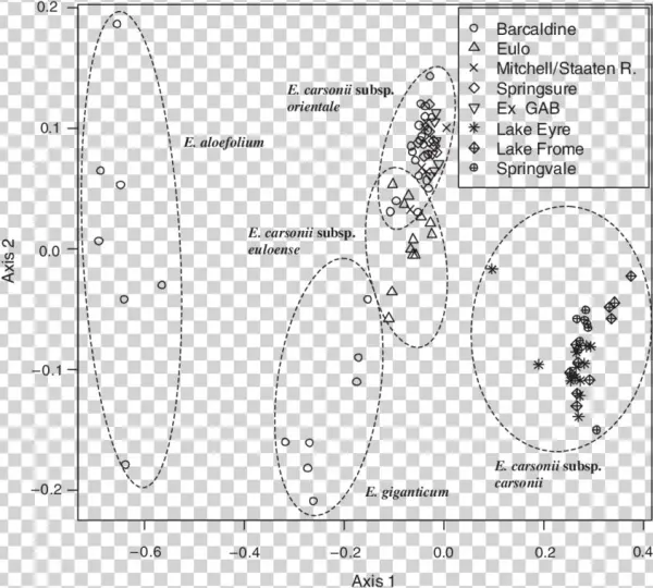 Nmds Ordination Of Morphometric Data Relating To Eriocaulon - Diagram