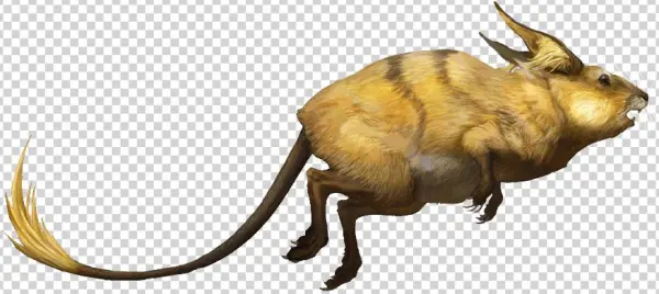 Raichu Rj - Raichu Maschio E Femmina