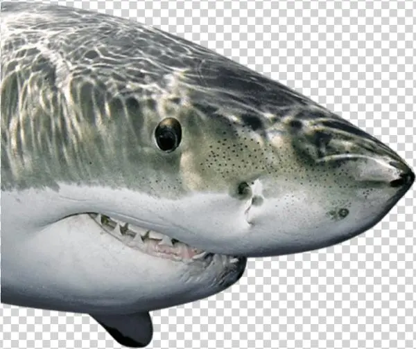Sharks Fathead - Fathead Shark