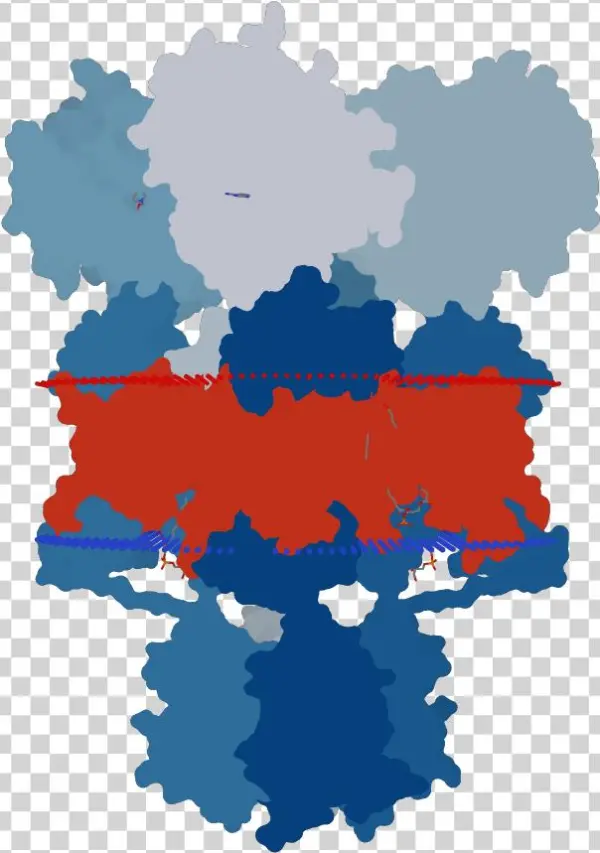 Transmembrane Flat Surface Display Opm - Graphic Design