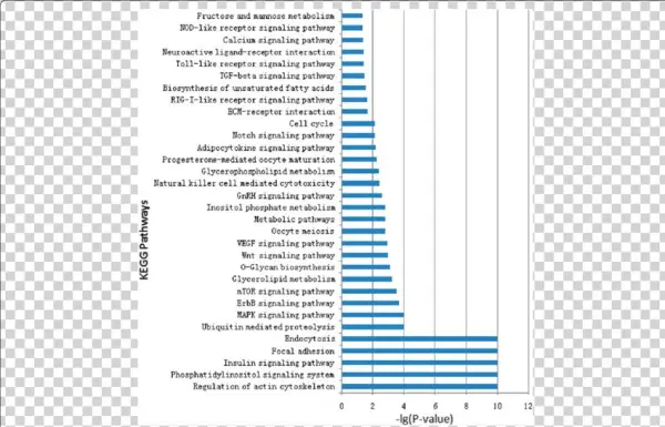 Kegg Orthology Analysis Of The Most Abundant Mirnas