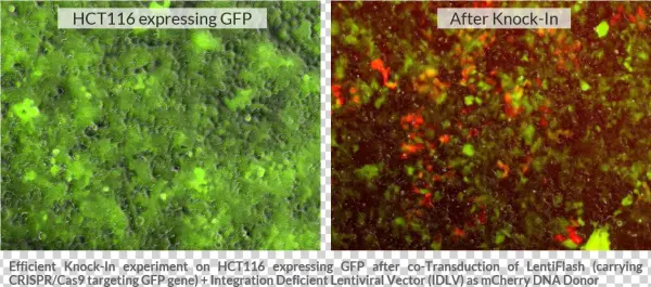 Ki With Lentiflash V5 - Gene Knockin