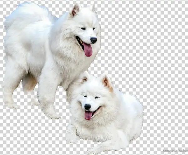 Samoyed Quebec - Dog Yawns