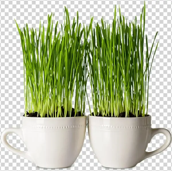 Two Mugs In Which Seeds Are Growing - Seed