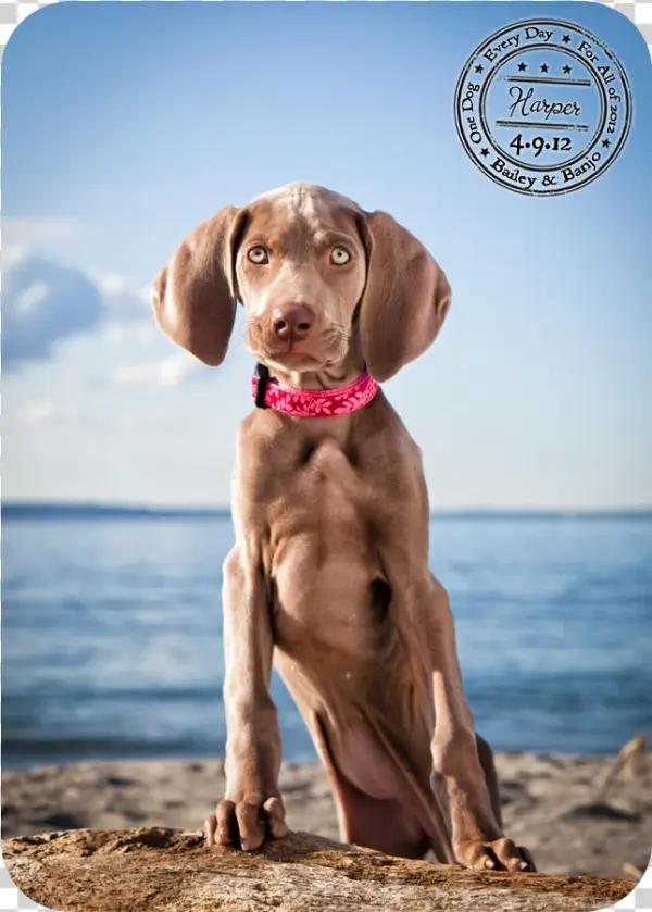Western Washington Pet Photographer Julie Clegg Photographs - Vizsla