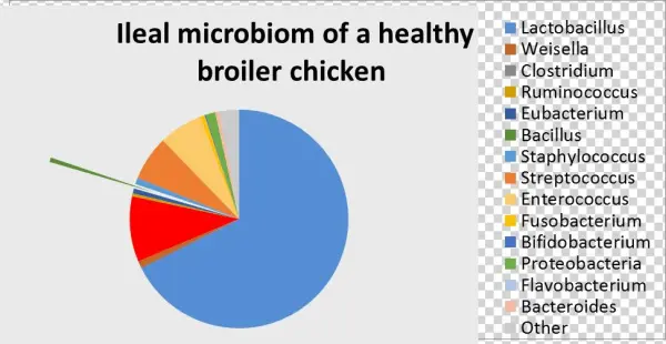 When Introducing It As A Feed Additive, This Balance - Health And Wellness