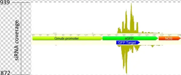 Where Can I Obtain The Ta-sirna Vectors For Soybean - Diagram