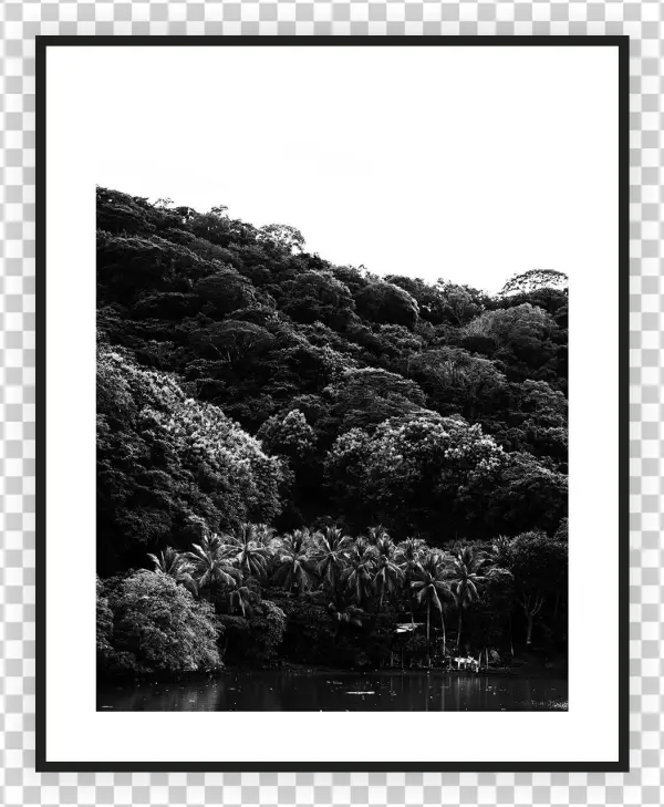 Home/nature/costa Rica Forrest