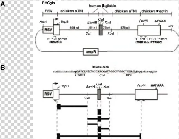 Rhcglo Splicing Reporter Plasmid