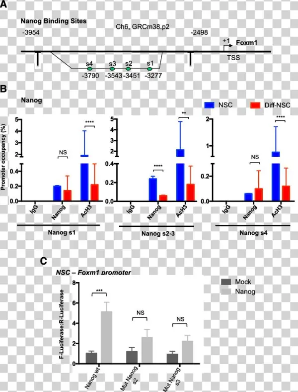 Schematic Of The Foxm1 Promoter Showing Putative Nanog