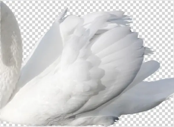 Swan Png Transparent Images