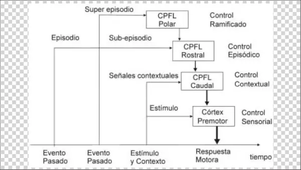 Arquitectura En Cascada Del Control Ejecutivo Del Cortex
