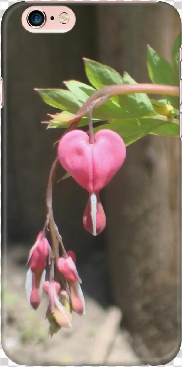 Bleeding Heart